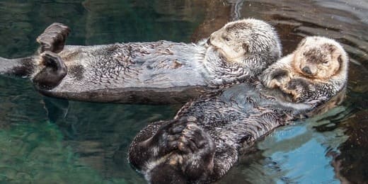 Animal totem de janvier : découvrez votre allié spirituel
