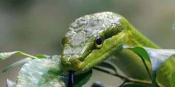 L'animal totem du mois d'octobre : signification et symbolisme