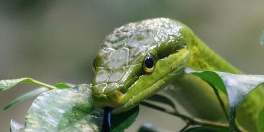 L'animal totem du mois d'octobre : signification et symbolisme
