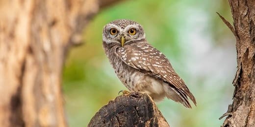 Quel est votre animal totem du mois de mai ?