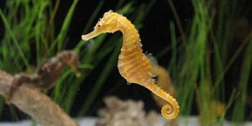 Animal Totem Hippocampe : Le Guide Complet de la Patience, de la Fluidité et de la Protection