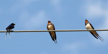 Animal Totem Hirondelle : Le Guide Complet du Renouveau, de l'Espoir et de la Fidélité
