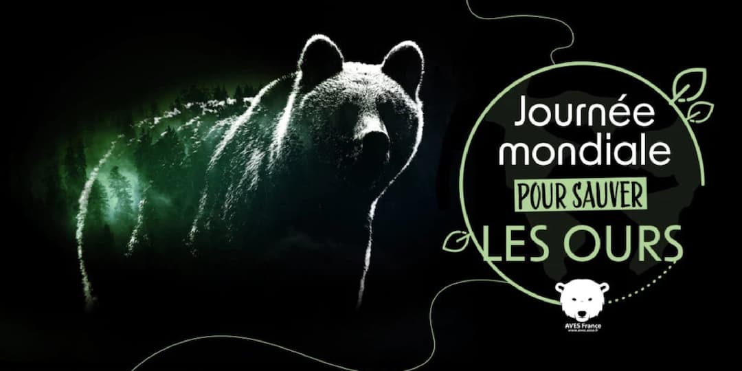 Journée mondiale des ours aves 