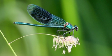 Animal totem libellule : le guide de la transformation, de l'illusion et de la liberté