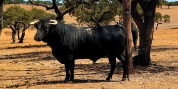 Éclats de puissance : le mystère de l'animal totem taureau