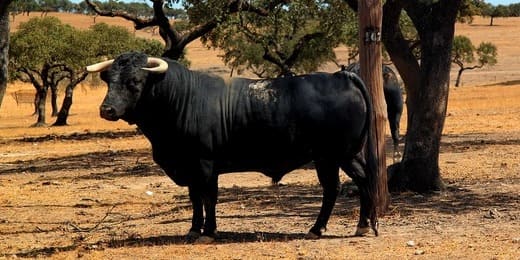 Éclats de puissance : le mystère de l'animal totem taureau