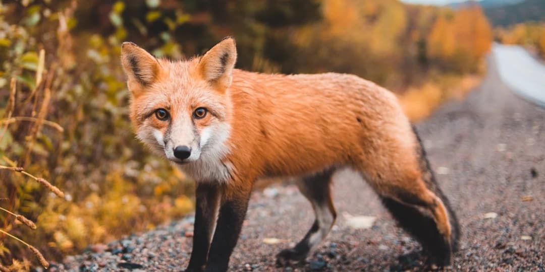 Fox Symbolism & Fox Spirit Animal - Wild Gratitude