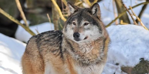 Animal totem de février : guide spirituel et symbolique