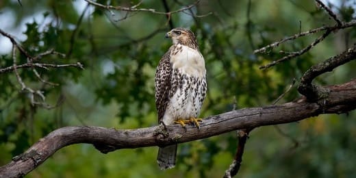 Animal totem de mars : découvrez votre guide spirituel