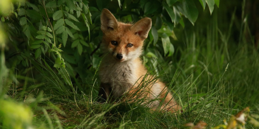 animal totem renard