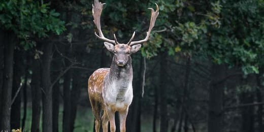 L'animal totem du mois de juin : un voyage spirituel et astrologique