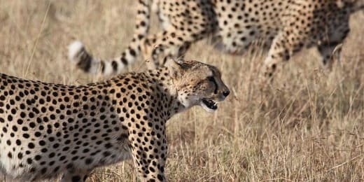 Léopard ou guépard : comment faire la différence facilement ?