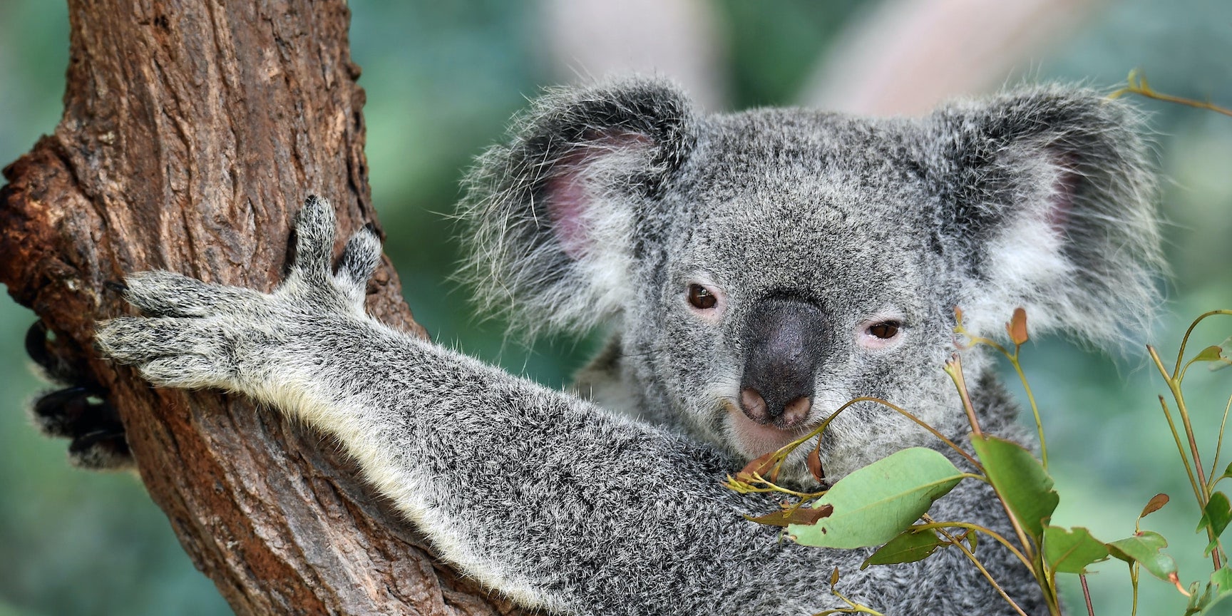 Koala spirit animal : Symbolism and meaning