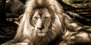 Animal totem d'août : Guide spirituel et symboles