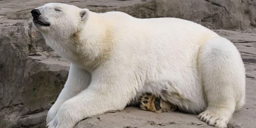 Animal totem du mois de septembre : entre sagesse et transformation