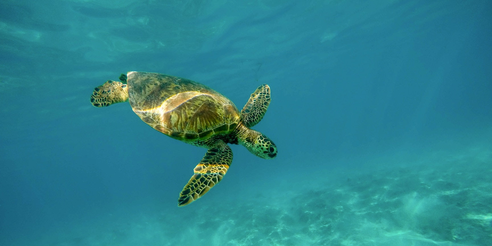 tortue animal spirituel