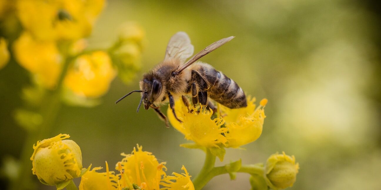 Abeille animal totem
