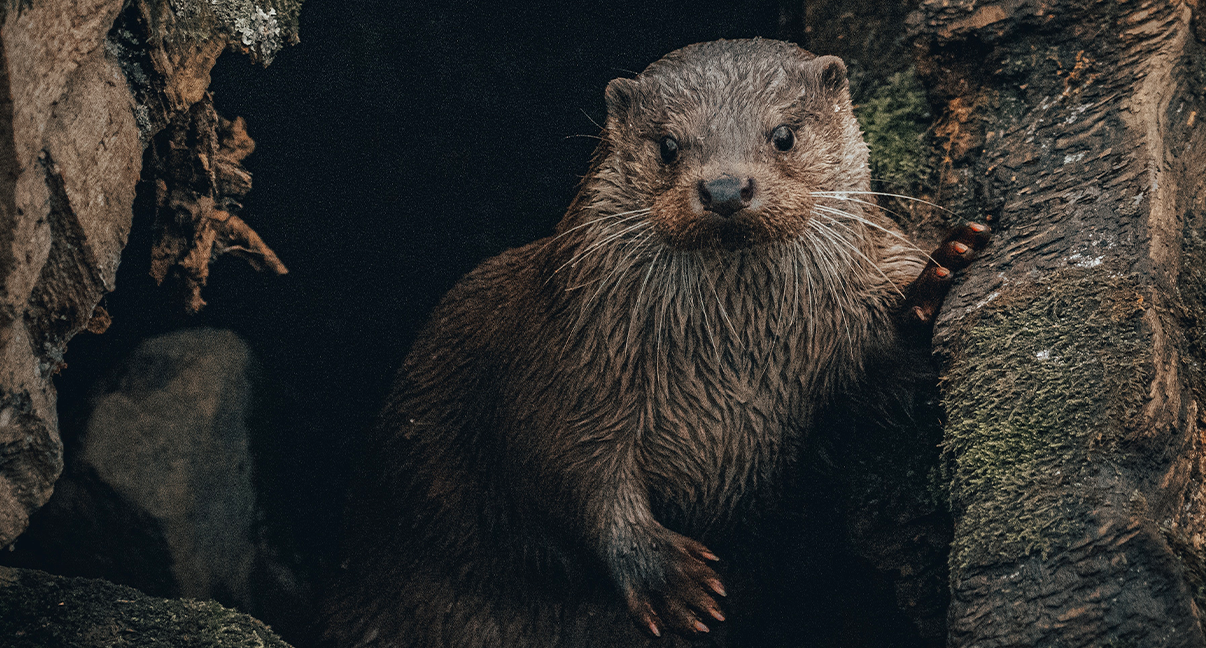 Otter spirit animal : Symbolism and meaning
