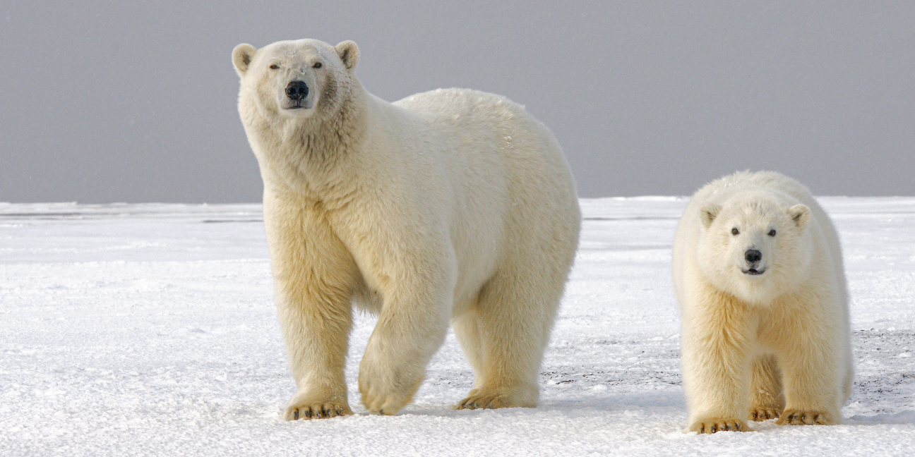 Polar Bear Spirit Animal Symbolism & Meaning - A-Z Animals