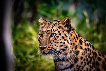 The symbolism of the animal