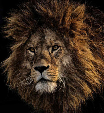 La symbolique de l'animal