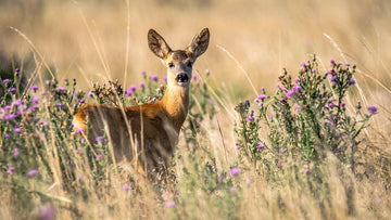 The symbolism of the animal