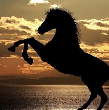 The symbolism of the animal