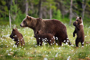 The symbolism of the animal