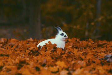 The symbolism of the animal