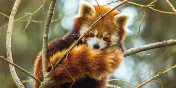 The symbolism of the animal
