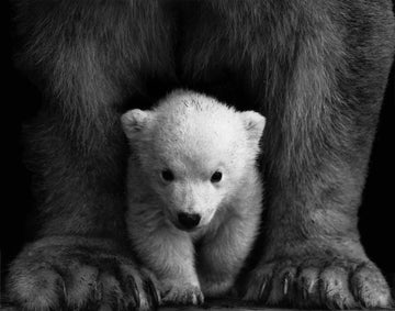 Chaque achat soutien la cause animale