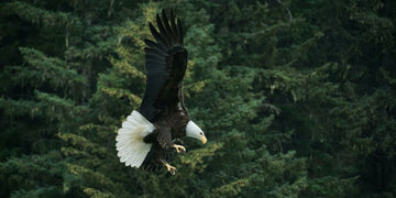 The symbolism of the animal