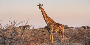 La symbolique de l'animal