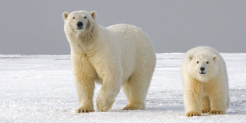 The symbolism of the animal