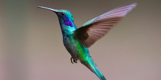 Animal totem colibri