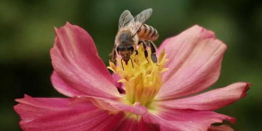L’animal totem du printemps : une symbolique de renaissance et de régénération