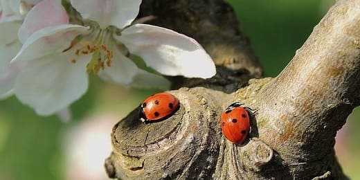 Les animaux porte-bonheur dans le monde entier