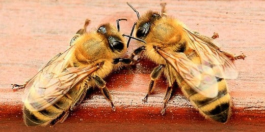 Pourquoi les abeilles sont-elles en danger ?