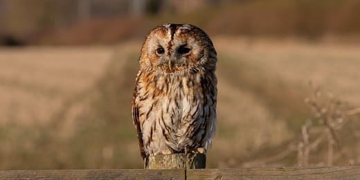 Animal totem de novembre : sagesse et transformation