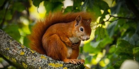 Animal Totem Écureuil : Le Guide de la Préparation, de la Joie et de l'Abondance