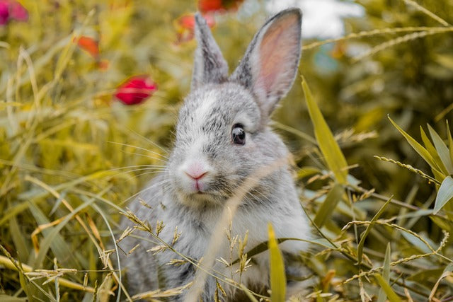 Animal totem Lapin : Significations et symbolique