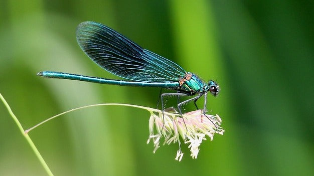 Animal Totem Libellule : Le Guide de la Transformation, de l'Illusion et de la Liberté