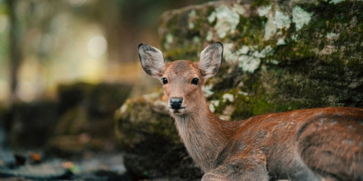 animal totem biche