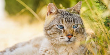 animal totem chat