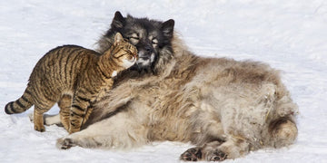 chien et chat amitié 