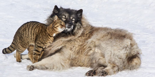 chien et chat amitié 