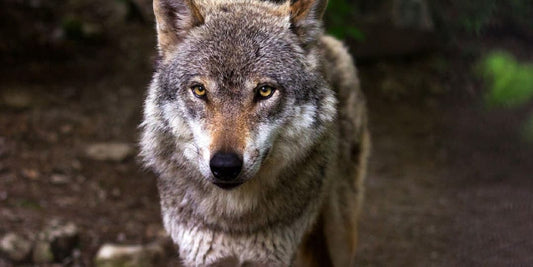 animal totem loup