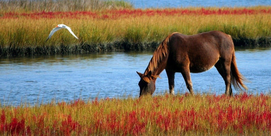 cheval animal spirituel