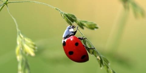 Animal Totem Coccinelle : Le Guide Ultime de la Chance, de la Transformation et du Bonheur