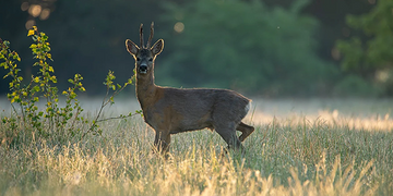 Que Signifie Croiser une Biche ? Interprétation Spirituelle et Symbolisme